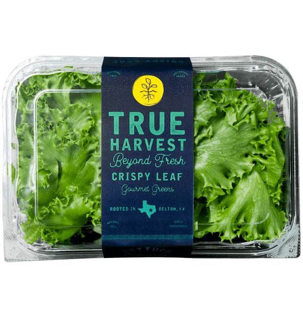 TrueHarvest Farms hydroponically grown Crispy Leaf lettuce in clamshell packaging.